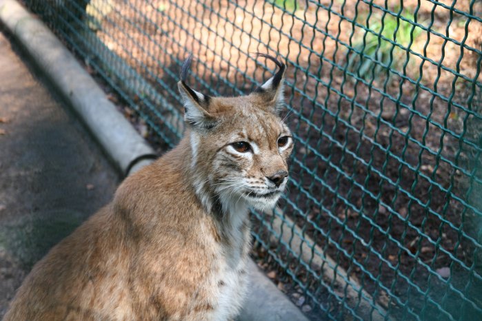 luchs2_17092014.jpg