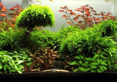 csm_IVH_F.Lueck-Aquascape_c25f0592a4.jpg