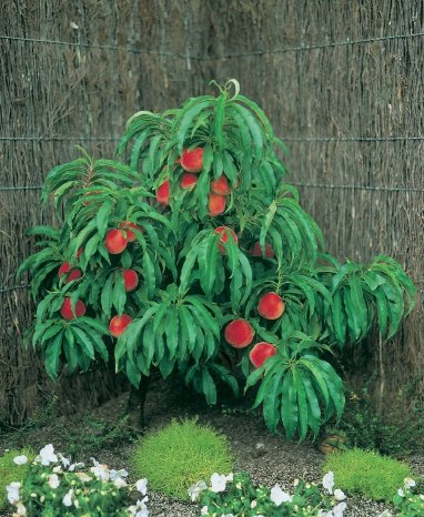 Artevos_Pfirsich_Amber®_‘Pix Zee‘-s-.jpg