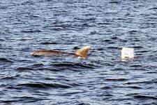 Der Delfin zieht den Plastikanister hinter sich her. Foto: T. Go......