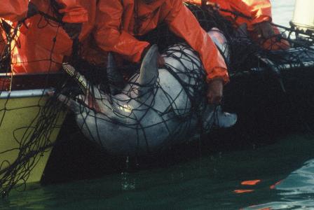 Ein Bleifarbener Delfin (Sousa plumbea) wird tot aus einem Hainetz geborgen. Foto: Brett Atkins