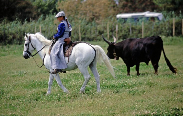 Pferd und Stier in Camarque_kl.jpg