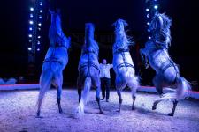  Circus Belly Wien Pferdedressur