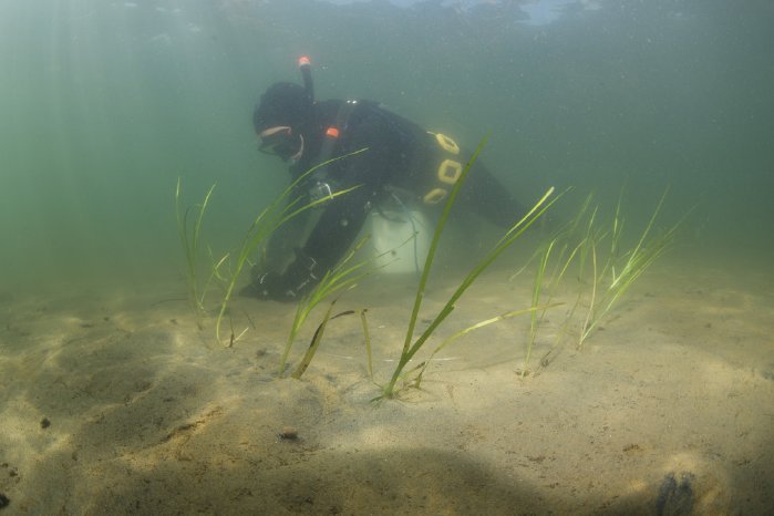 Mission Förde Taucher pflanzt Seegras in dänischem Fjord.jpeg
