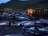 Grindadráp auf den Färöer Inseln / Foto: Sea Shepherd