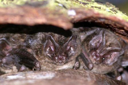 Mopsfledermaus_Markus_Dietz