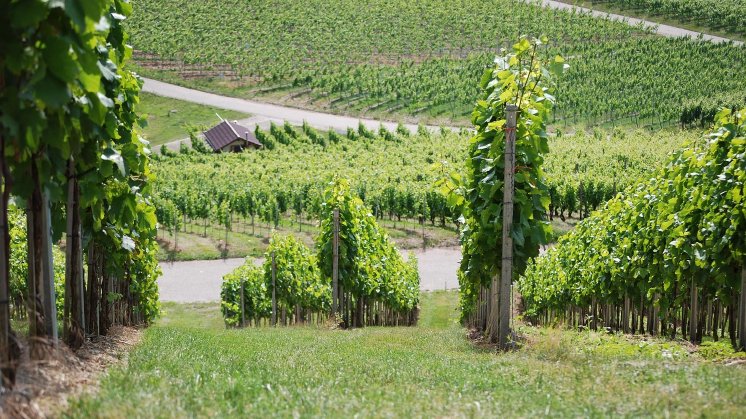 WINE System AG - Referenz Schropp-Wein.jpg