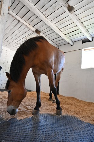 OTTO Stable Mat 1.JPG