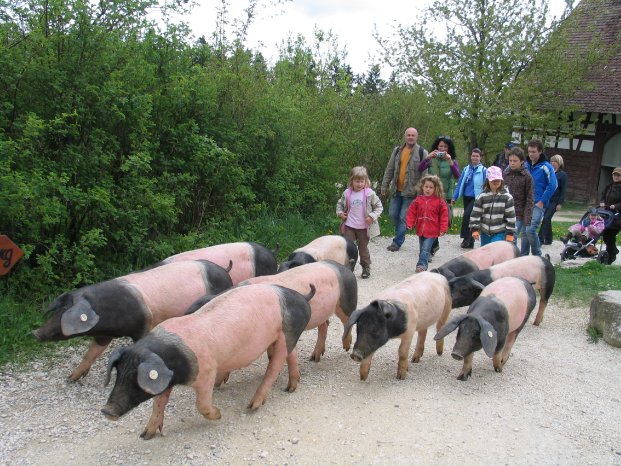 FLM Neuhausen Schweinehut 1.JPG