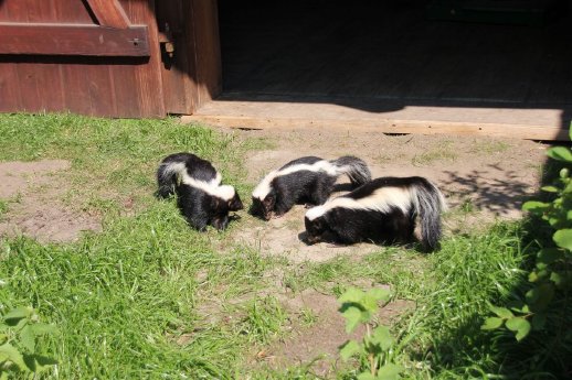 Die Skunks Averell, Jack und Joe erkunden ihr neues Zuhause - Foto Erlebis-Zoo Hannover.jpg