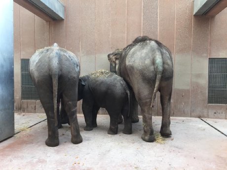 Die Elefanten wohlbehalten in Kopenhagen.JPG