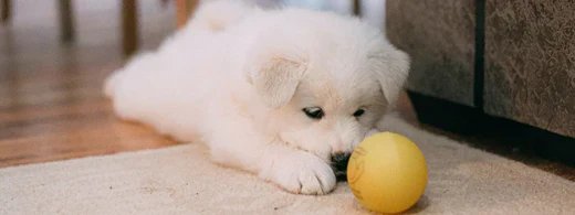 pet-blog-1920x7195sxd1mxygwzlj_1280_520x500_62d51ad8-7a32-419b-9aeb-fbcab74bf7cb.webp