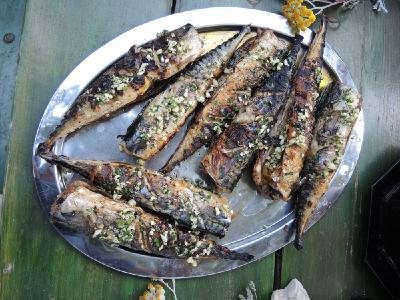 Tagesfrisch gefangene Makrelen vom Grill.