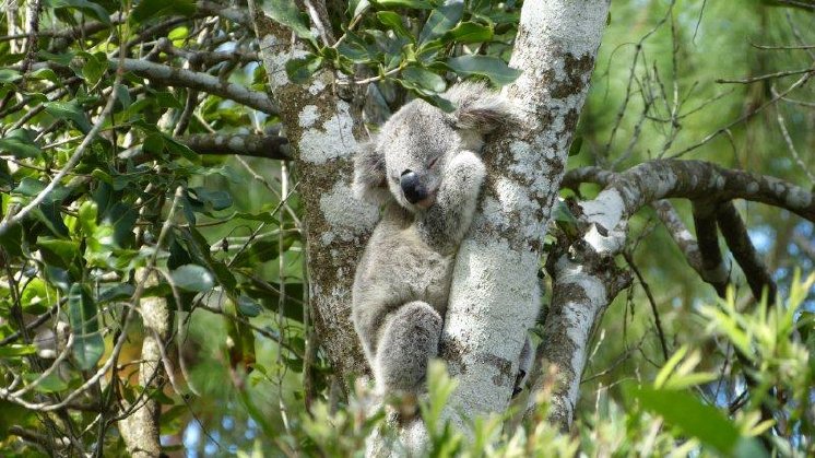 Shutterstock Koala Australia.jpg