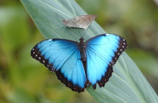 3 Morpho_peleides_c_Franz Höck.jpg