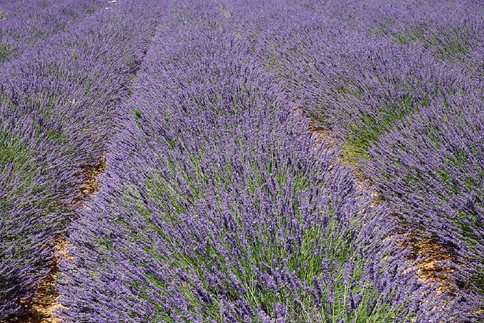 Lavendel_Provence.jpg