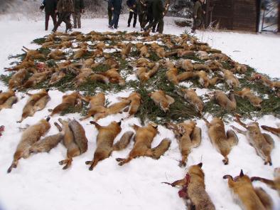 Abschluss einer sogenannten "Fuchswoche" bei Messkirch (Baden-Württemberg). Die getöteten Tiere werden "zur Strecke gelegt" (Foto: Sandro und Bianka Pelli)