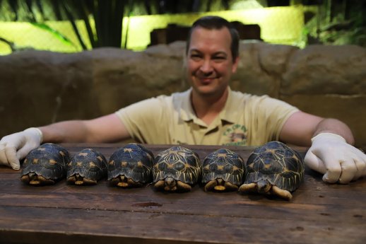 GB_20251211_Sechs Strahlenschildkröten.JPG