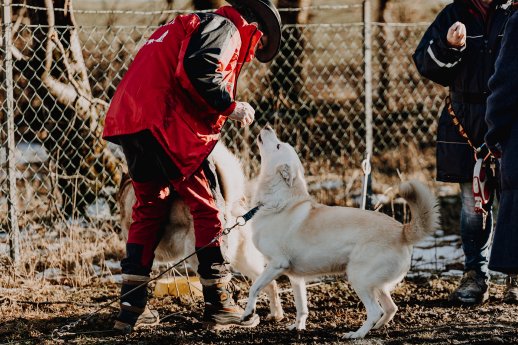 20260203Alternativprogramm2_Copyright GLC AG Achtpfotenphotography.jpg