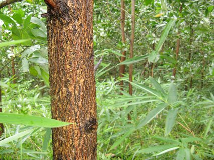 Drei Jahre alter Acacia Mangium Baum einer ForestFinance GreenAcacia Plantage.jpg