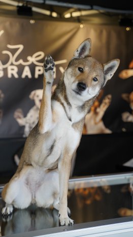 Hund-winkt-Fotostudio-Fellnasen-Foto-MHC.JPG