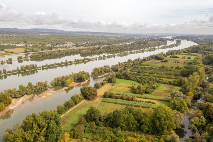 Rheinhessen-2021-1140-Ingelheim, Rheinauen.jpg