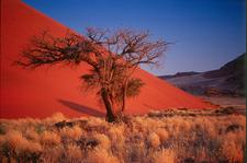 Rote Düne beim Sossusvlei
