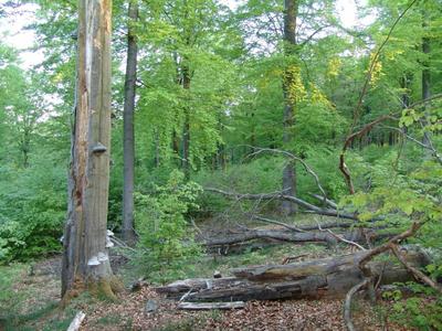 Werdende Wildnis am Ruhlauber, Photo: Nationalparkamt Kellerwald-Edersee
