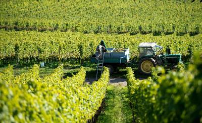 Weinlese