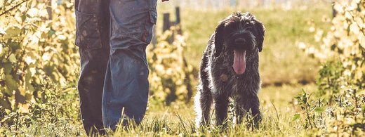 lterer-Hund-geniet-einen-gemtlichen-Spaziergang-im-Park-fr-leichte-Bewegung-_1920x1920_520x500_.webp