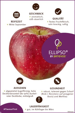 artevos_apfel_ellipso® ‘UEB 47021‘-s-_eigenschaften.jpg
