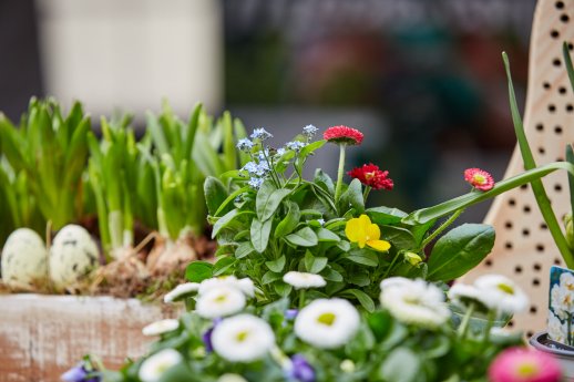 Koblenz blüht _(c) Jannik Hammes.jpg