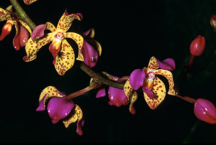 Vandopsis_lissochiloides_orchidaceae.jpg