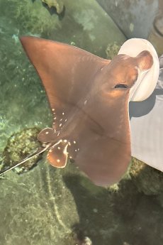 HAG_Adlerrochenjungtier beim Targeting im Tropen-Aquarium Hagenbeck.JPG
