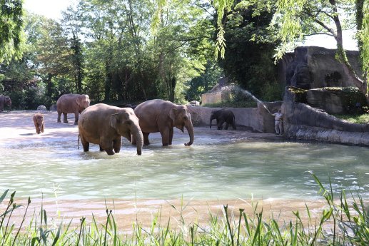 HAG_badende Elefanten.JPG
