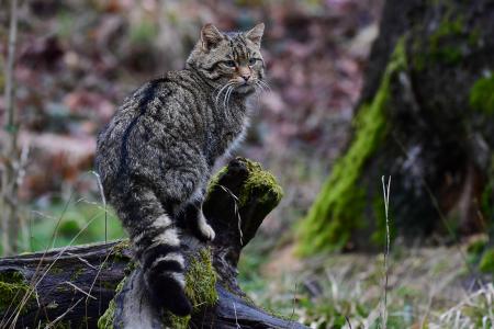 Europäische Wildkatzte - Foto: Harry Neumann