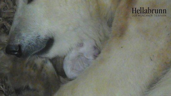 Eisbären-Junges mit Giovanna_23.11._TierparkHellabrunn2016.jpg