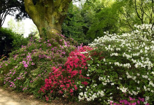 Park der Gärten_Rhodendron_Hans_Jürgen_Zietz_03.jpg