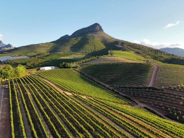 Stellenbosch_Wein.jpg