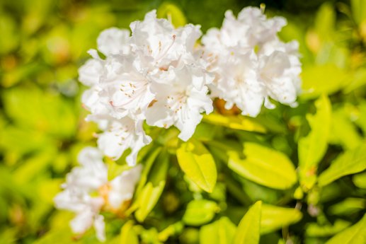 Rhododendronblueten-GM-AP-TuK-3.jpg