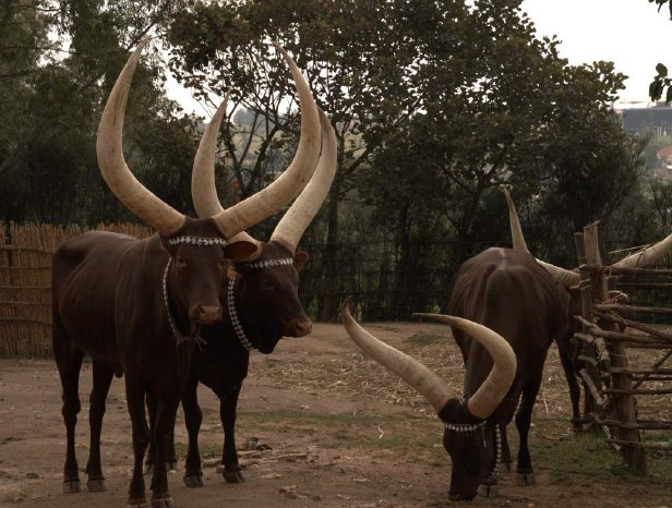 Nyanza - Kings & Cows.jpg