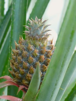 4 Ananas im Tropischen Nutzpflanzenhaus_Botmuc_Tilmann Lohff.jpg