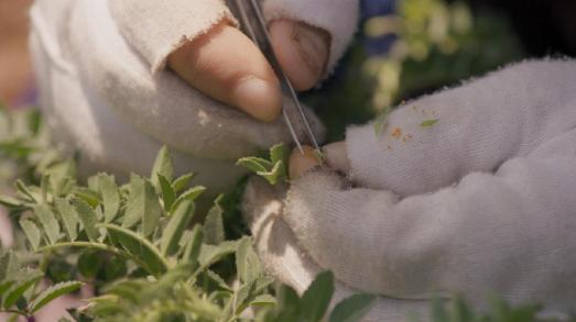 Videostill: Jumana Manna, Wild Relatives, 2018