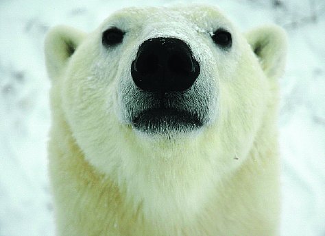 Die EisbaÌ?ren von Churchill3.jpg