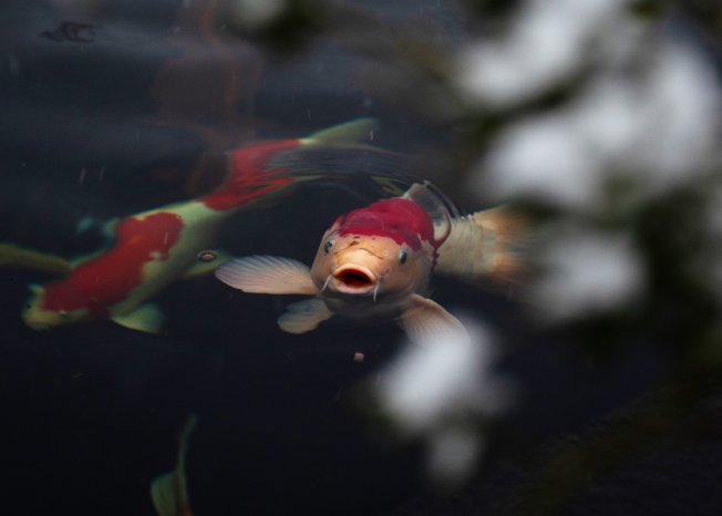 Koi_05.jpg