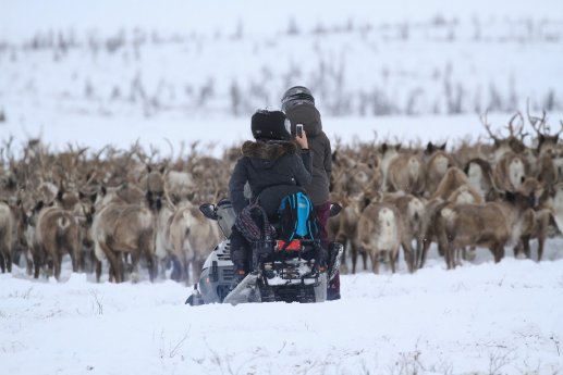 Canadian Arctic Reindeer Signature Package_Tundra North Tours.jpg