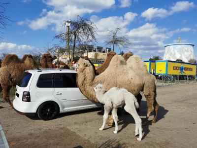 Safariland Drive-In Circus Maximum - Wunderland Kalkar