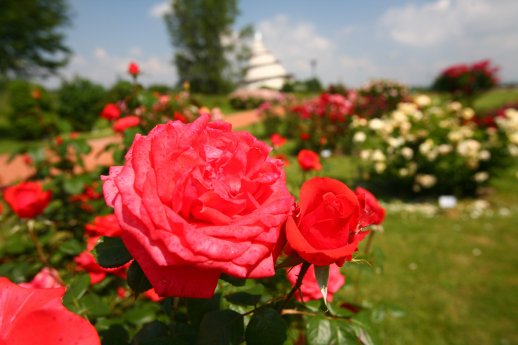 Rosenblütenfest09_Siegbert-Heiland_16.jpg