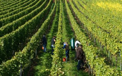 Weinlese