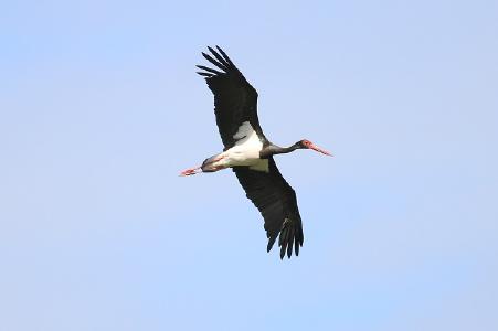 Foto: Arno Werner, Schwarzstorch, Brutvogel in den hessischen Mittelgebirgen